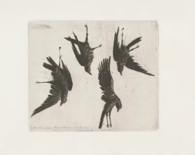 Four Dead Crows Hanging From A Wall