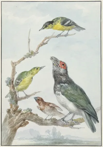 Four Different Birds On A Branch