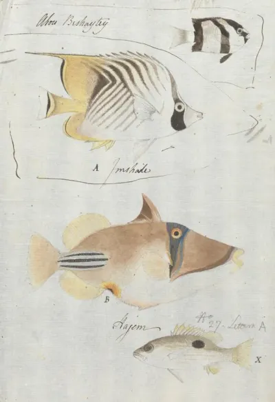 Four Fish