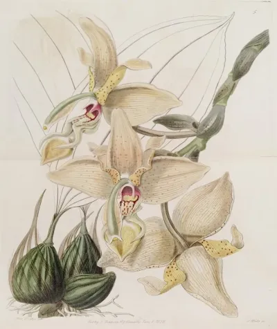 Four Horned Stanhopea