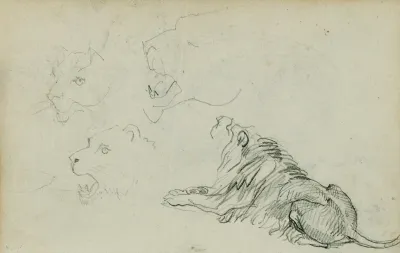 Four Lion Studies