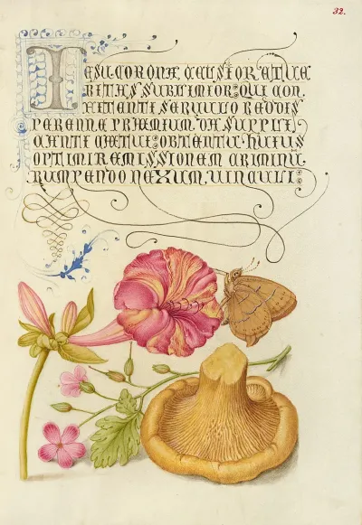 Four Oclock Brown Hairstreak Herb Robert And Chanterelle