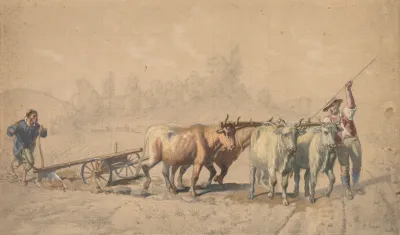 Four Oxen Pulling A Plough