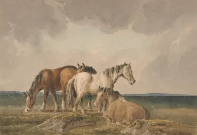 Four Ponies On A Welsh Moor