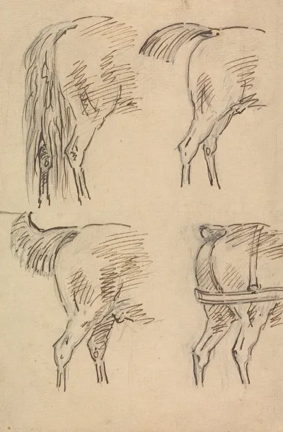 Four Sketches Of Hind Quarters Of Horse