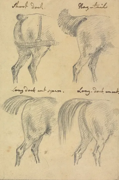 Four Sketches Of Horse Tails