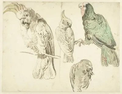 Four Studies Of Cockatoos