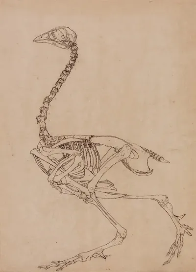 Fowl Skeleton Lateral View