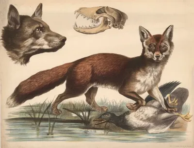 Fox 4