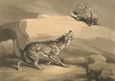 Fox And The Hedgehog Porcupine