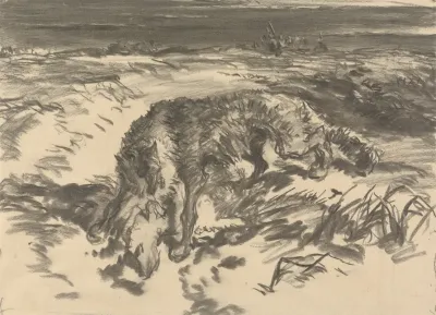 Fox Attacking A Sheep