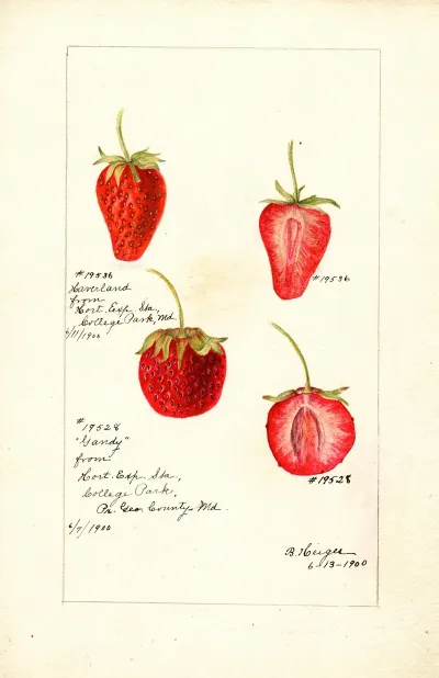 Fragaria 2