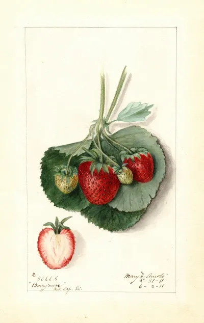 Fragaria Barrymore