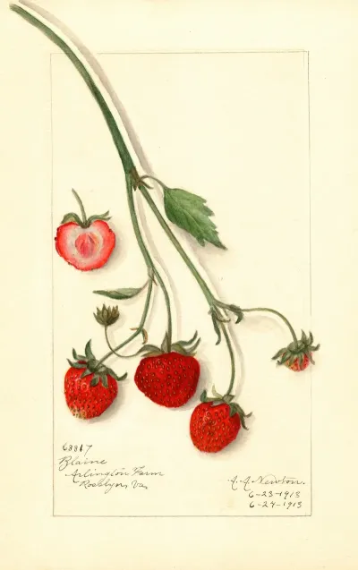 Fragaria Blaine