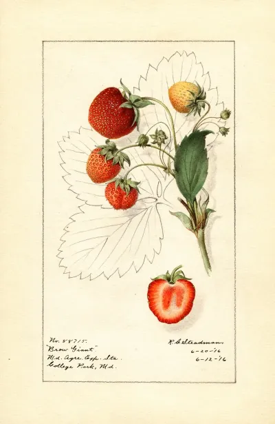 Fragaria Brow Giant