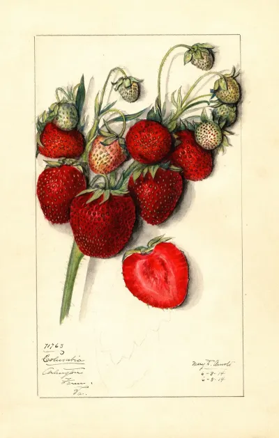 Fragaria Columbia