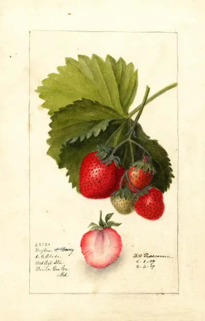Fragaria Dayton