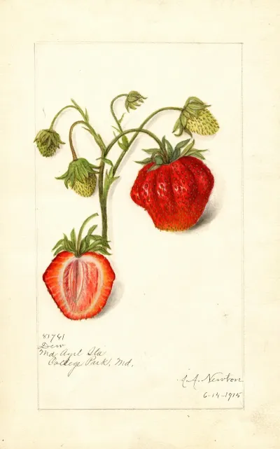 Fragaria Dew 2