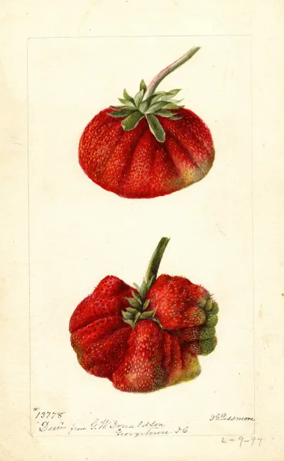 Fragaria Dew