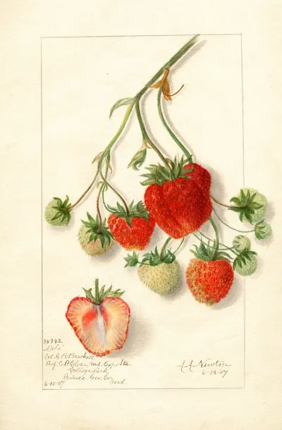 Fragaria Dole