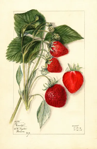 Fragaria Dunlap