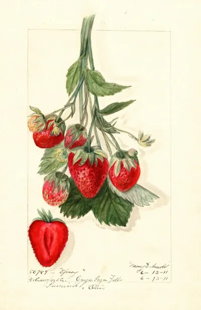 Fragaria Epsey