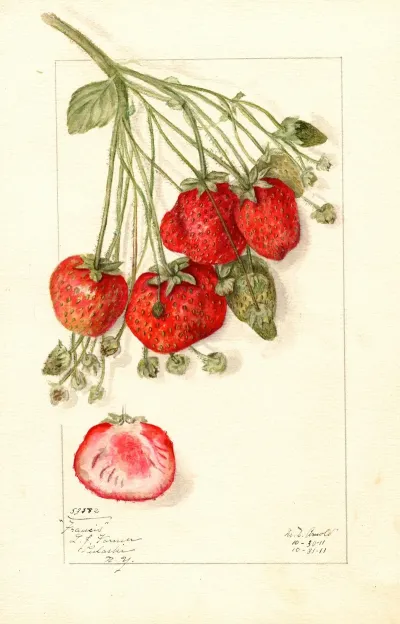 Fragaria Francis
