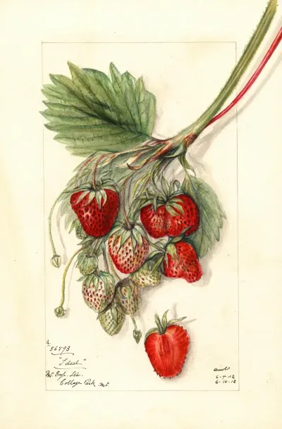 Fragaria Ideal