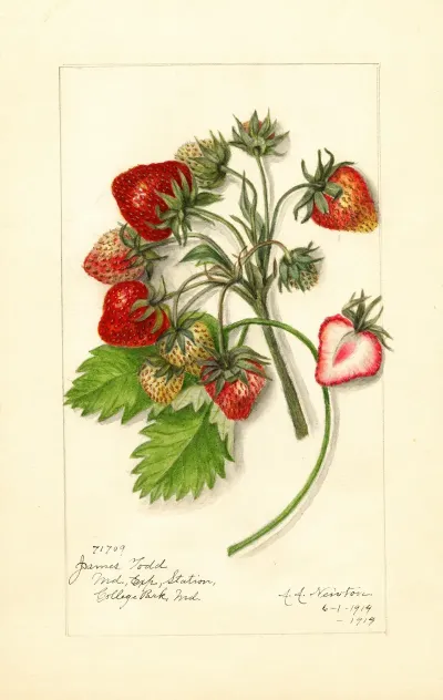 Fragaria James Todd