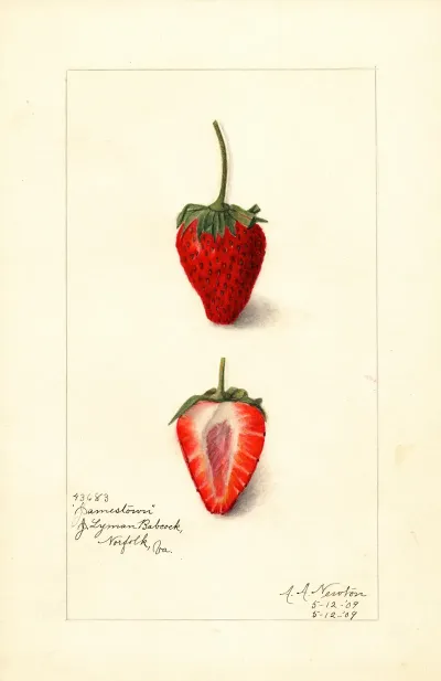Fragaria Jamestown