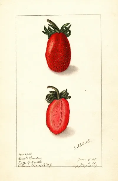 Fragaria Kevitts Wonder 2