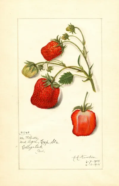 Fragaria La Follette