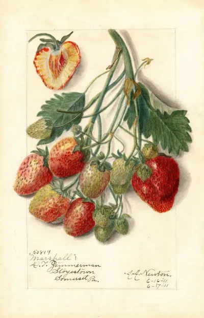 Fragaria Marshall