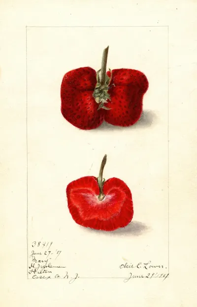 Fragaria Mary
