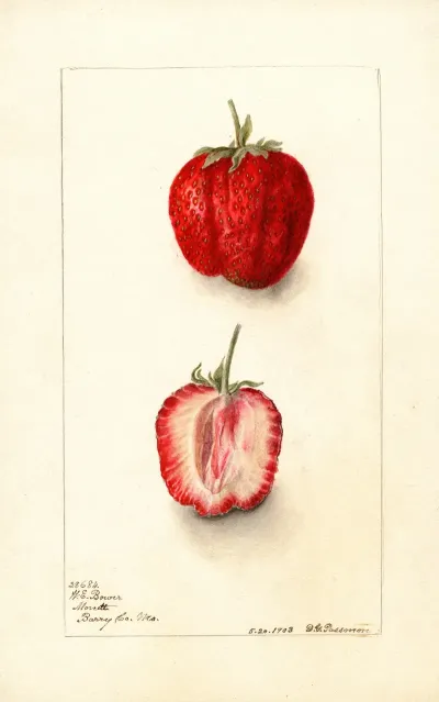 Fragaria Monett