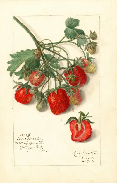 Fragaria Mrs