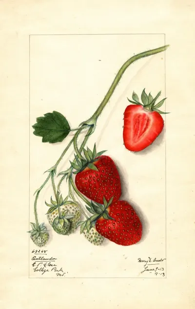 Fragaria Outlander