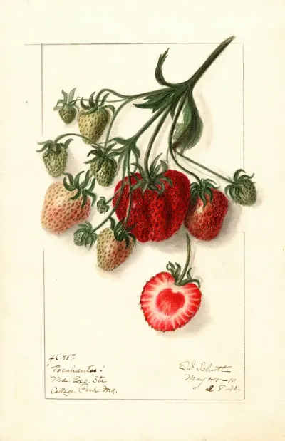Fragaria Pocahontas