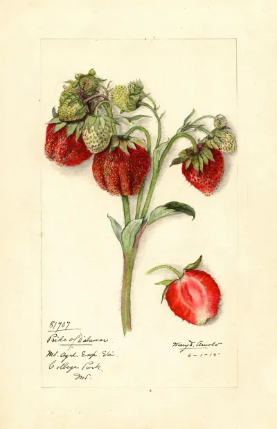 Fragaria Pride Of Delaware