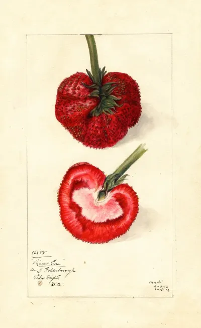 Fragaria Princess Ena