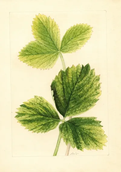 Fragaria Strawberry