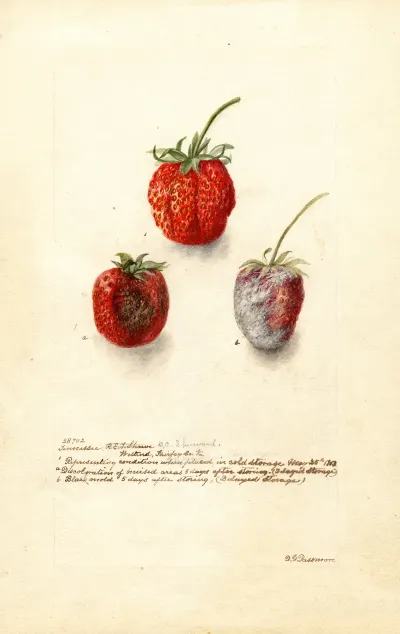Fragaria Tennessee