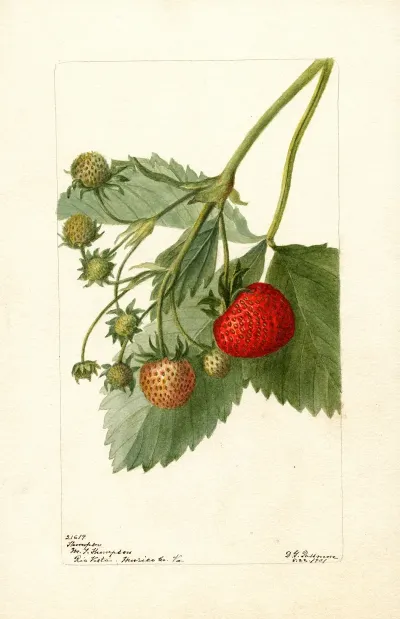 Fragaria Thompson