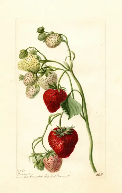 Fragaria Timbrell