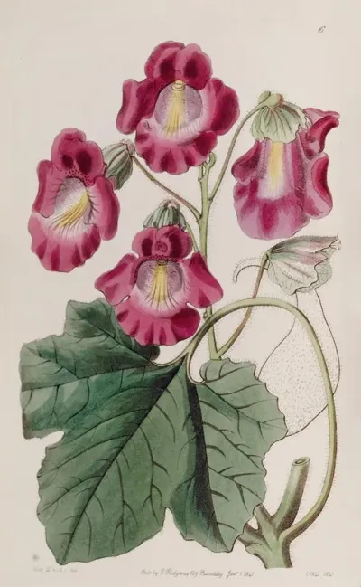 Fragrant Martynia