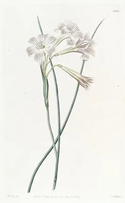 Fragrant Sisyrinchium