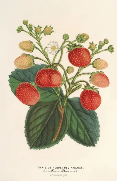 Fraisier Perpetuel Ananas
