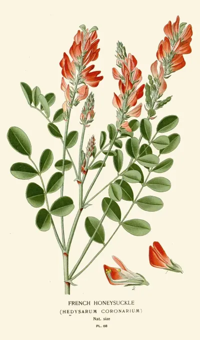 French Honeysuckle