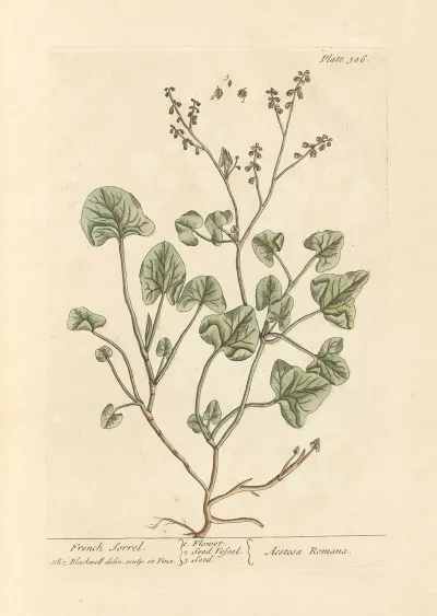 French Sorrel