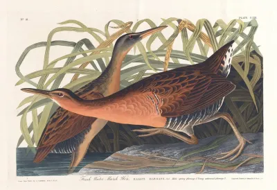 Fresh Water Marsh Hen